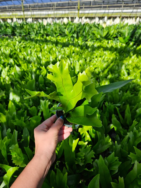 Green Flame Fern Live Plant – Microsorum – 4 Inch Pot – Tropical Indoor Houseplant - Image 2