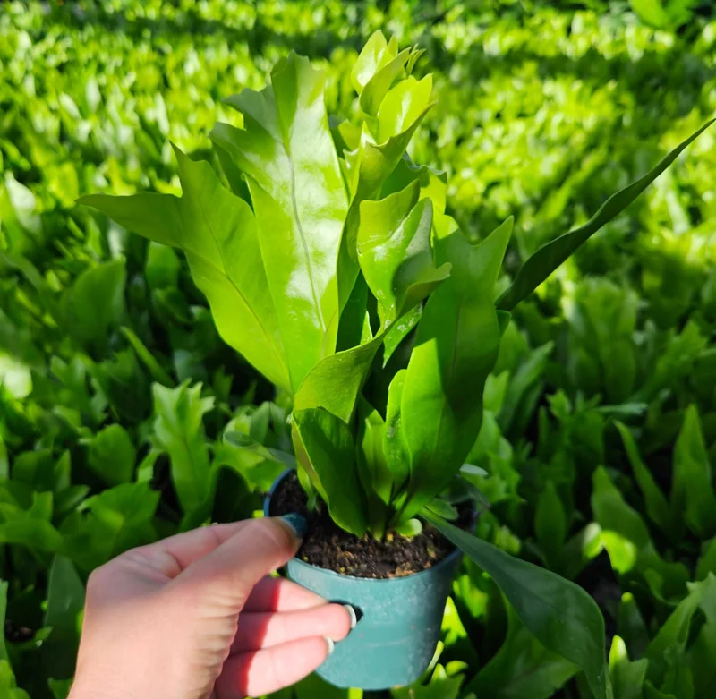 Green Flame Fern Live Plant – Microsorum – 4 Inch Pot – Tropical Indoor Houseplant - Image 1