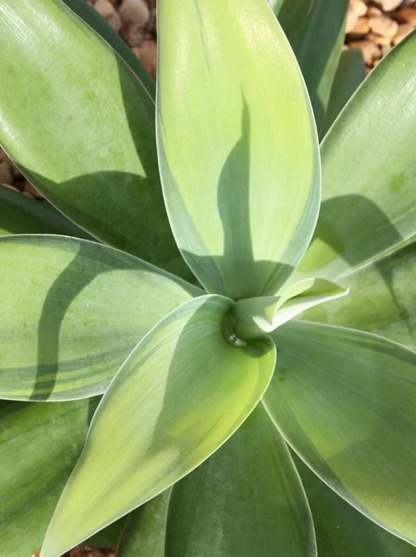 Green Foxtail Agave Live Plant – 8 Inch Tall Succulent in 4 Inch Pot – Drought-Tolerant Indoor/Outdoor Green Foxtail Agave Live Plant – 8 Inch Tall Succulent in 4 Inch Pot – Drought-Tolerant Indoor/Outdoor - Image 3