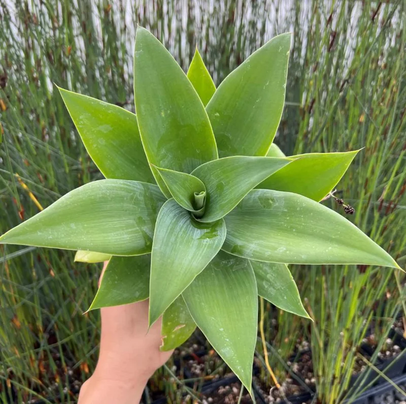 Green Foxtail Agave Live Plant – 8 Inch Tall Succulent in 4 Inch Pot – Drought-Tolerant Indoor/Outdoor Green Foxtail Agave Live Plant – 8 Inch Tall Succulent in 4 Inch Pot – Drought-Tolerant Indoor/Outdoor - Image 5