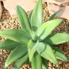 Green Foxtail Agave Live Plant – 8 Inch Tall Succulent in 4 Inch Pot – Drought-Tolerant Indoor/Outdoor Green Foxtail Agave Live Plant – 8 Inch Tall Succulent in 4 Inch Pot – Drought-Tolerant Indoor/Outdoor - Image 1