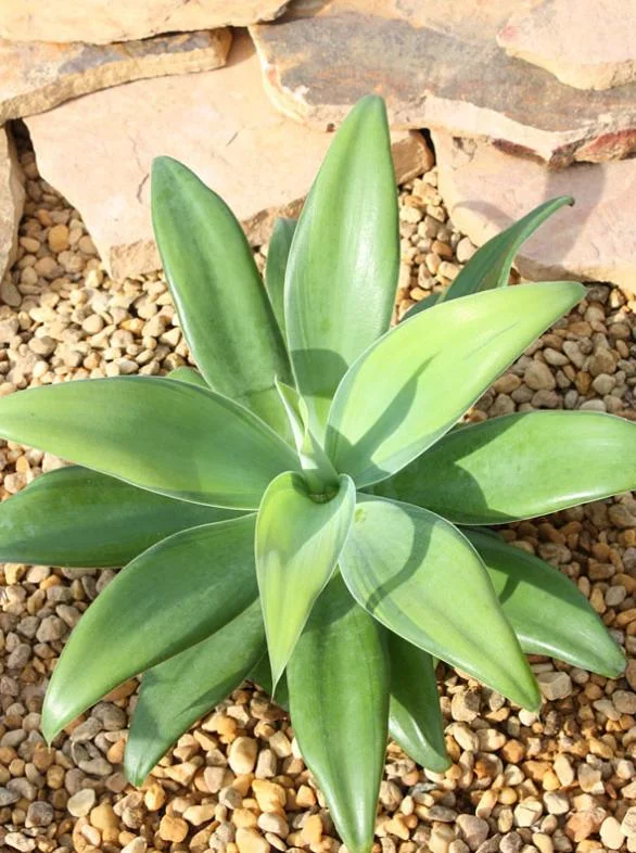 Green Foxtail Agave Live Plant – 8 Inch Tall Succulent in 4 Inch Pot – Drought-Tolerant Indoor/Outdoor Green Foxtail Agave Live Plant – 8 Inch Tall Succulent in 4 Inch Pot – Drought-Tolerant Indoor/Outdoor - Image 1