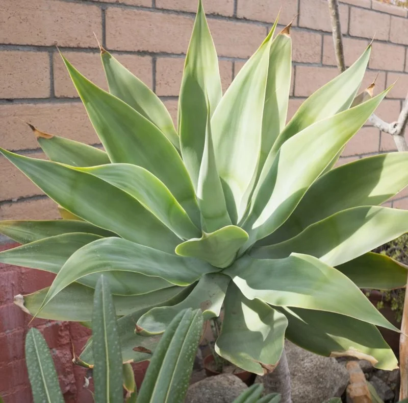 Green Foxtail Agave Live Plant – 8 Inch Tall Succulent in 4 Inch Pot – Drought-Tolerant Indoor/Outdoor Green Foxtail Agave Live Plant – 8 Inch Tall Succulent in 4 Inch Pot – Drought-Tolerant Indoor/Outdoor - Image 7