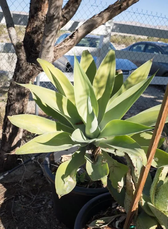 Green Foxtail Agave Live Plant – 8 Inch Tall Succulent in 4 Inch Pot – Drought-Tolerant Indoor/Outdoor Green Foxtail Agave Live Plant – 8 Inch Tall Succulent in 4 Inch Pot – Drought-Tolerant Indoor/Outdoor - Image 8