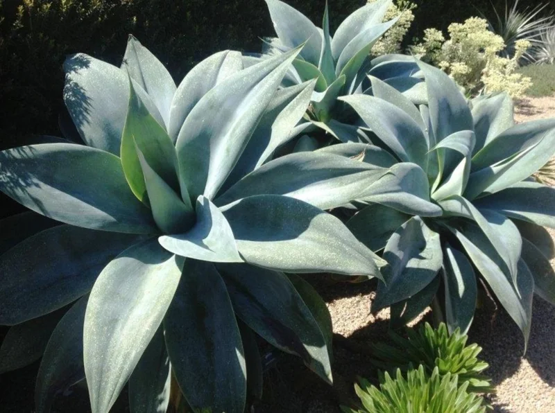 Green Foxtail Agave Live Plant – 8 Inch Tall Succulent in 4 Inch Pot – Drought-Tolerant Indoor/Outdoor Green Foxtail Agave Live Plant – 8 Inch Tall Succulent in 4 Inch Pot – Drought-Tolerant Indoor/Outdoor - Image 9