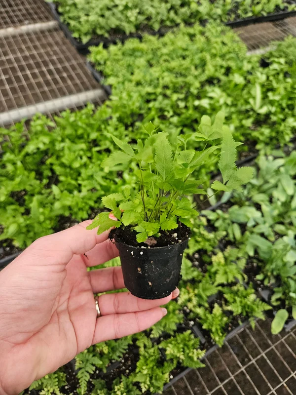 Green Lace Fern Live Plant – 2 Inch or 4 Inch Pot – Indoor Houseplant - Image 2