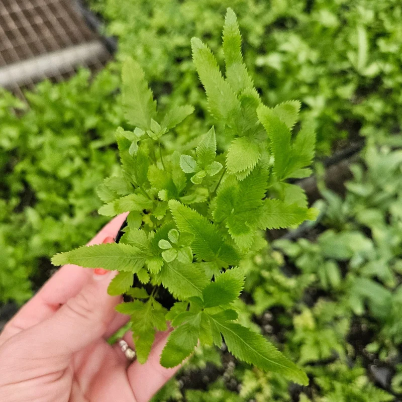 Green Lace Fern Live Plant – 2 Inch or 4 Inch Pot – Indoor Houseplant - Image 1