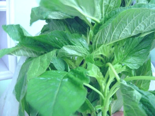 Green Leaf Amaranth Seeds - Amaranthus Edible Vegetable, 50+ Seeds Green Leaf Amaranth Seeds - Amaranthus Edible Vegetable, 50+ Seeds - Image 3