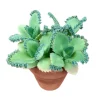 Green Mother of Thousands Live Plant - Kalanchoe Daigremontiana - 4 Inch Pot Green Mother of Thousands Live Plant - Kalanchoe Daigremontiana - 4 Inch Pot - Image 1