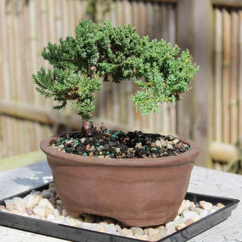 Green Mound Juniper Bonsai Tree Live Plant - 7-10" Tall, 6" Pot Outdoor - Image 1