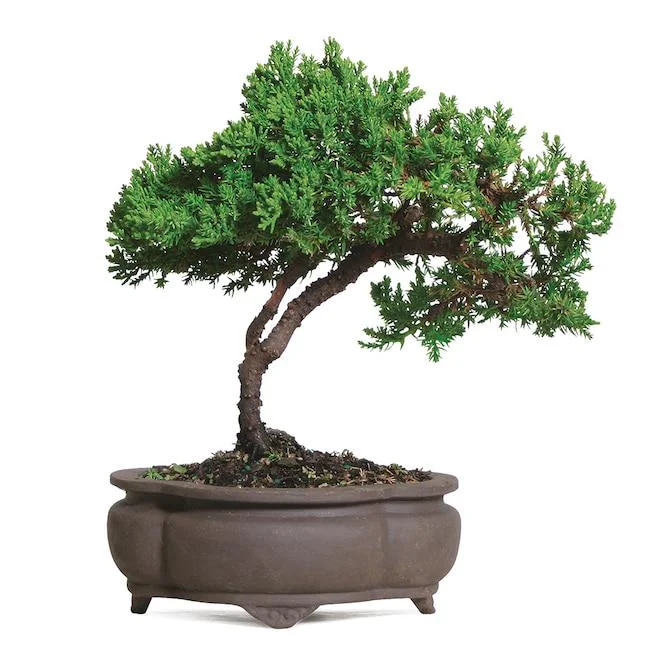 Green Mound Juniper Bonsai Tree Live Plant - 7-10" Tall, 6" Pot Outdoor - Image 2