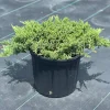 Green Mound Juniper Bonsai Tree Live Plant - 7 Year Old, 14-16 inch Tall in 10 inch Pot, Outdoor - Image 1