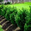Green Mountain Boxwood Live Plant - 12+ Inches Tall - Buxus sempervirens 'Green Mountain' - Image 1