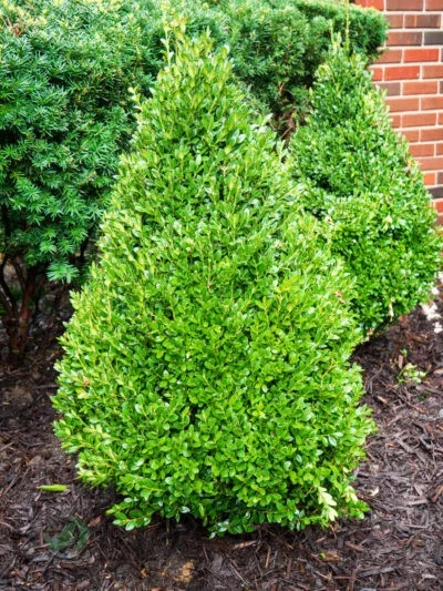 Green Mountain Boxwood Live Plant - Well Rooted, 12+ Inches Tall, Outdoor Shrub Green Mountain Boxwood Live Plant - Well Rooted, 12+ Inches Tall, Outdoor Shrub - Image 3