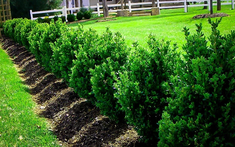 Green Mountain Boxwood Live Plant - Well Rooted, 12+ Inches Tall, Outdoor Shrub Green Mountain Boxwood Live Plant - Well Rooted, 12+ Inches Tall, Outdoor Shrub - Image 1