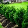 Green Mountain Boxwood Live Plant, Well Rooted, 12+ Inches Tall, Outdoor Shrub Green Mountain Boxwood Live Plant, Well Rooted, 12+ Inches Tall, Outdoor Shrub - Image 1