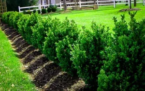 Green Mountain Boxwood Live Plant, Well Rooted, 12+ Inches Tall, Outdoor Shrub Green Mountain Boxwood Live Plant, Well Rooted, 12+ Inches Tall, Outdoor Shrub - Image 1