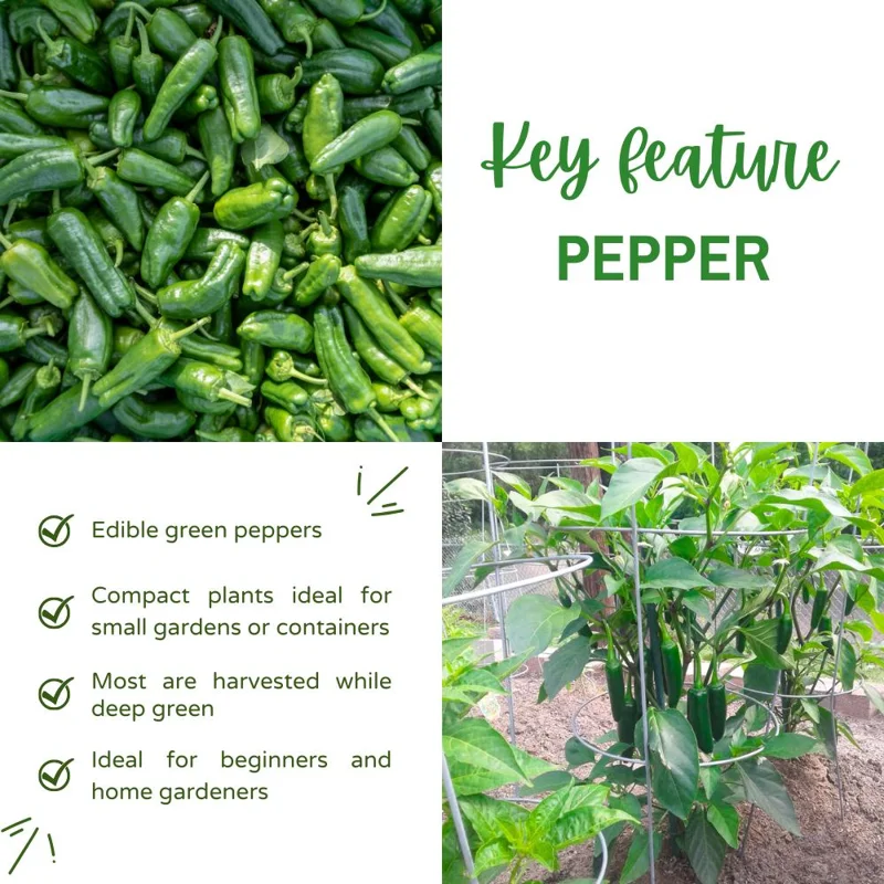 Green Pepper Live Plants (2-Pack) - 1-2 Inches Tall Starter Vegetable - Image 2