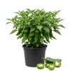 Green Pepper Live Plants (2-Pack) - 1-2 Inches Tall Starter Vegetable - Image 1