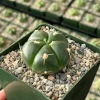 Green Tomato Cactus Gymnocalycium Horstii Live Plant – 4 Inch Pot – Indoor Cactus - Image 1