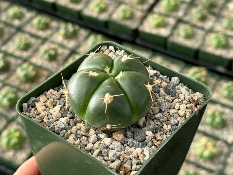 Green Tomato Cactus Gymnocalycium Horstii Live Plant – 4 Inch Pot – Indoor Cactus - Image 1