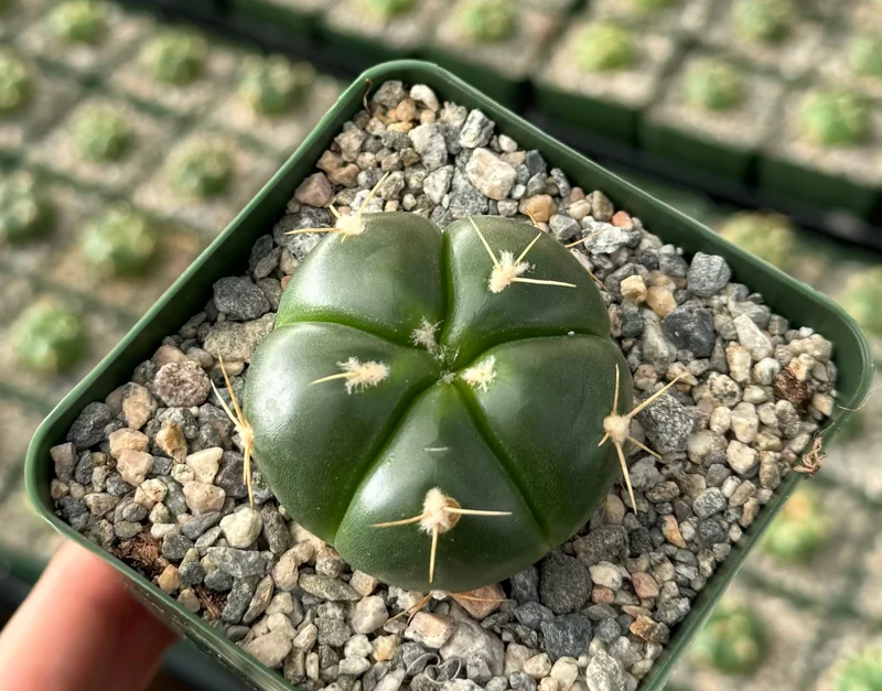 Green Tomato Cactus Gymnocalycium Horstii Live Plant – 4 Inch Pot – Indoor Cactus - Image 2