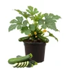 Green Zucchini Live Plant - 2 Pack, 3-5 Inch Tall Seedlings, Vegetable for Outdoor Garden - Image 1