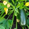 Green Zucchini Live Plants - 2 Pack, 3-5 Inch Tall Seedlings for Garden Green Zucchini Live Plants - 2 Pack, 3-5 Inch Tall Seedlings for Garden - Image 1