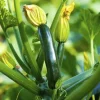 Green Zucchini Live Plants – 2 Seedlings in 4 Inch Pot – Easy to Grow Vegetable - Image 1