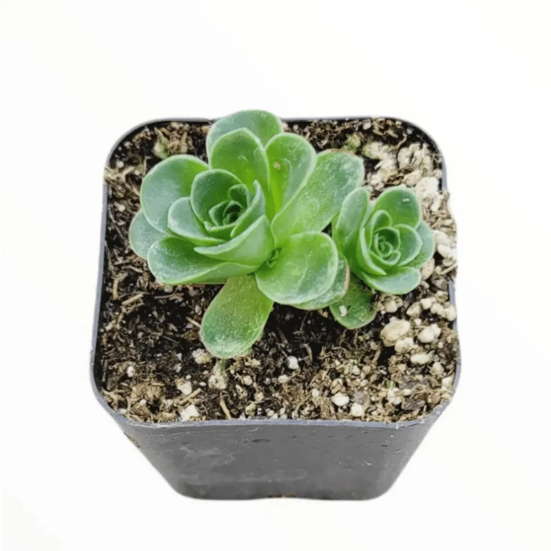 Greenovia Dodrentalis Mountain Rose Succulent Live Plant 2 Inch Indoor Outdoor Greenovia Dodrentalis Mountain Rose Succulent Live Plant 2 Inch Indoor Outdoor - Image 1