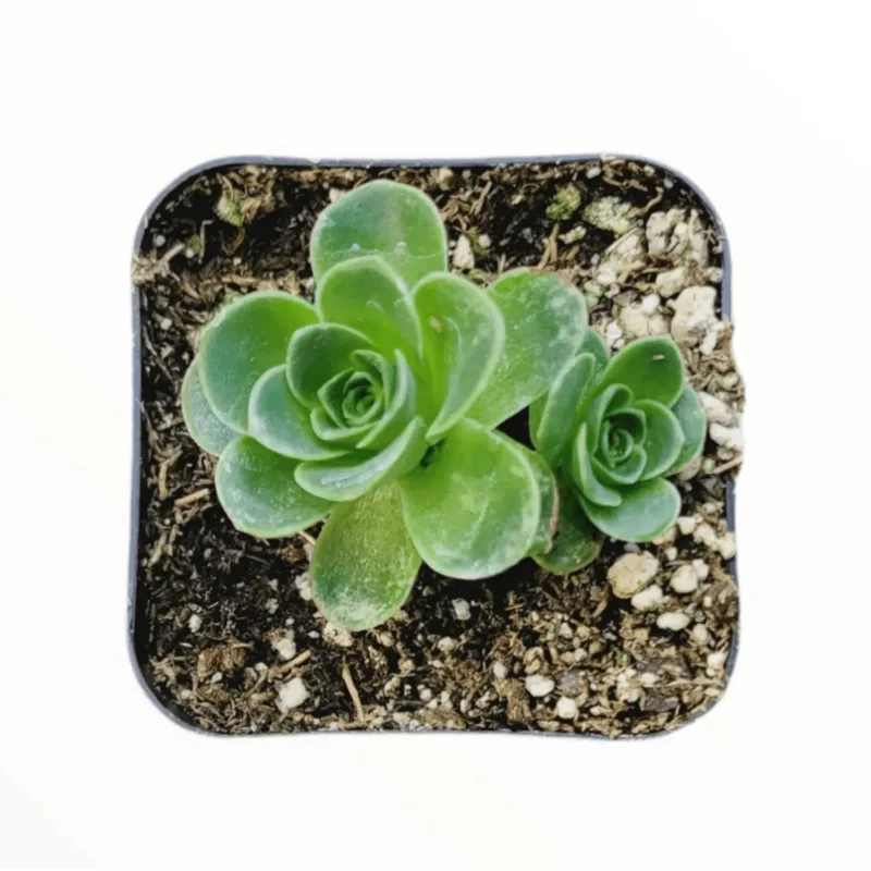 Greenovia Dodrentalis Mountain Rose Succulent Live Plant 2 Inch Indoor Outdoor Greenovia Dodrentalis Mountain Rose Succulent Live Plant 2 Inch Indoor Outdoor - Image 2
