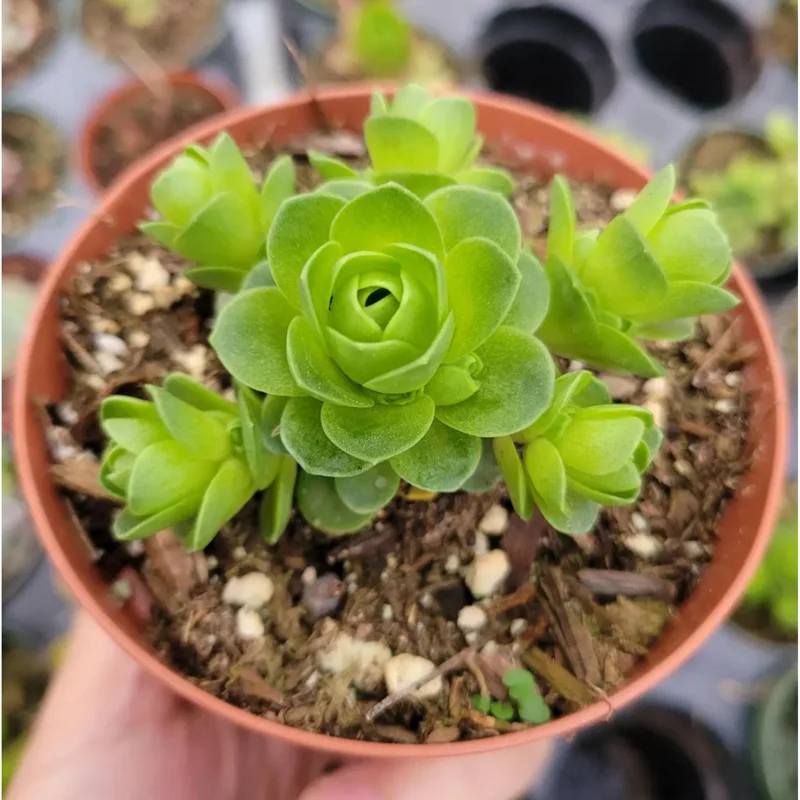 Greenovia Dodrentalis Mountain Rose Succulent Live Plant 2 Inch Indoor Outdoor Greenovia Dodrentalis Mountain Rose Succulent Live Plant 2 Inch Indoor Outdoor - Image 4