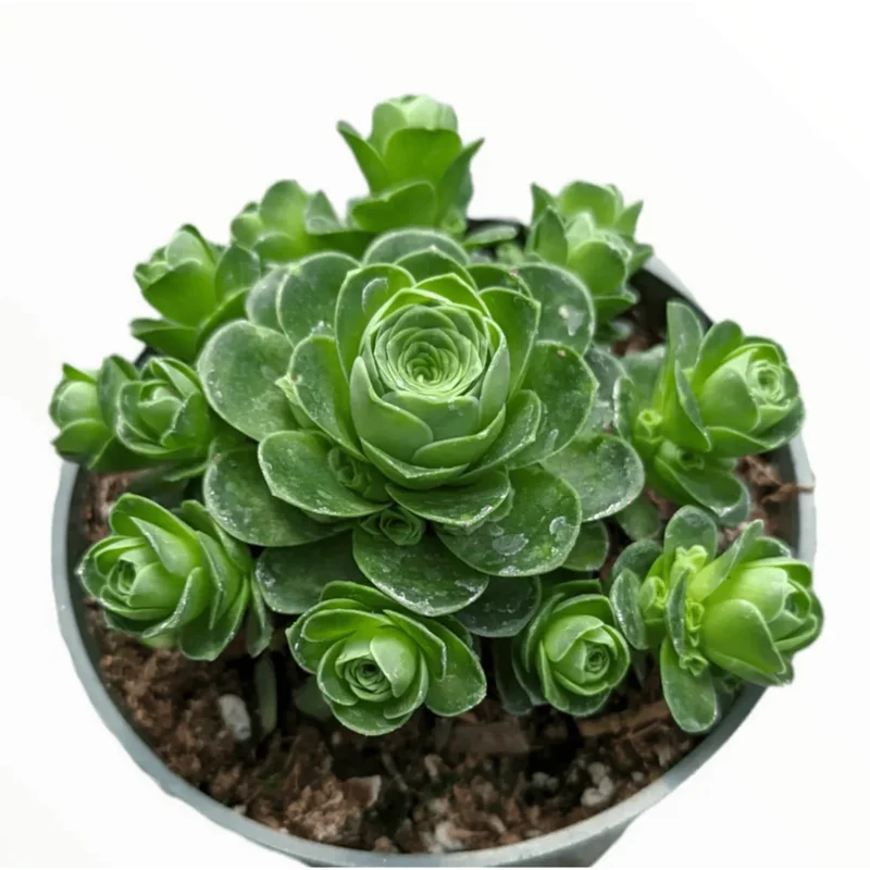 Greenovia Dodrentalis Mountain Rose Succulent Live Plant 2 Inch Indoor Outdoor Greenovia Dodrentalis Mountain Rose Succulent Live Plant 2 Inch Indoor Outdoor - Image 5