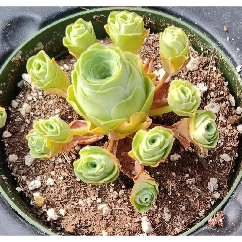 Greenovia Dodrentalis Mountain Rose Succulent Live Plant 2 Inch Indoor Outdoor Greenovia Dodrentalis Mountain Rose Succulent Live Plant 2 Inch Indoor Outdoor - Image 6
