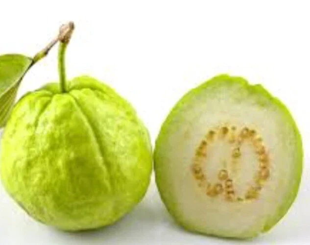 Guava Fruit Tree Live Plant 5-8 Inches Tall - Exotic Tropical Fruit - Image 2