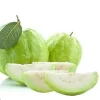 Guava Fruit Tree Live Plant 5-8 Inches Tall - Exotic Tropical Fruit - Image 1