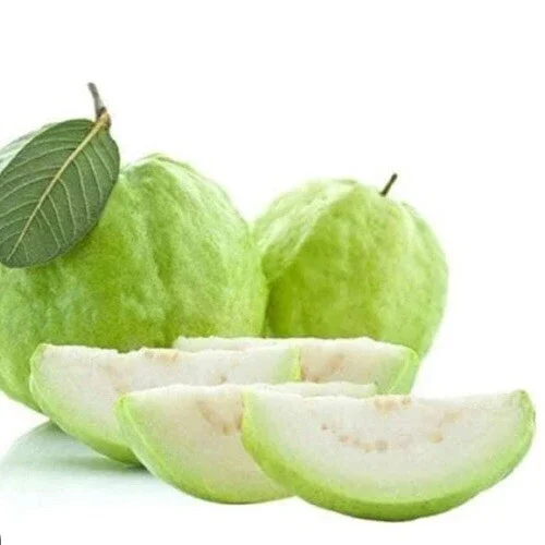 Guava Fruit Tree Live Plant 5-8 Inches Tall - Exotic Tropical Fruit - Image 1
