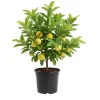 Guava Live Plant 4-6 Inch Tall - Sweet Tropical Fruit Tree Indoor/Outdoor - Image 1