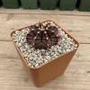 Gymnocalycium Mihanovichii Live Succulent Plant – 2.5 Inch Pot – Indoor Cactus Gymnocalycium Mihanovichii Live Succulent Plant – 2.5 Inch Pot – Indoor Cactus - Image 1