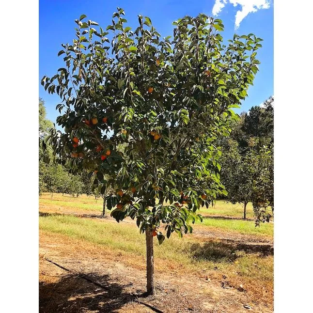 Hachiya Persimmon Tree Live Plant – 3-4 FT Tall – 3 Gallon Pot – Outdoor Fruit Tree - Image 2