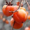 Hachiya Persimmon Tree Live Plant – 3-4 FT Tall – 3 Gallon Pot – Outdoor Fruit Tree - Image 1