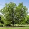 Hackberry Native Tree Seedling – Bare Root – 1-2ft Tall – Outdoor - Image 1