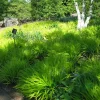 Hakonechloa Macra 'All Gold' Japanese Forest Grass Live Plant 6-10 Inch Tall - Image 1