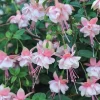 Hardy Fuchsia Southgate Live Plant, 4-6 Inch Tall, Hanging Basket Flower Hardy Fuchsia Southgate Live Plant, 4-6 Inch Tall, Hanging Basket Flower - Image 1