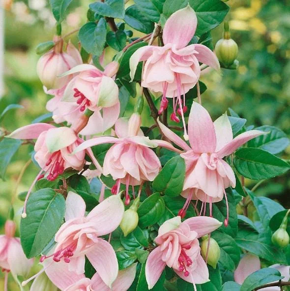 Hardy Fuchsia Southgate Live Plant, 4-6 Inch Tall, Hanging Basket Flower Hardy Fuchsia Southgate Live Plant, 4-6 Inch Tall, Hanging Basket Flower - Image 3