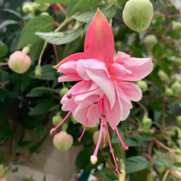 Hardy Fuchsia Southgate Live Plant, 4-6 Inch Tall, Hanging Basket Flower Hardy Fuchsia Southgate Live Plant, 4-6 Inch Tall, Hanging Basket Flower - Image 4
