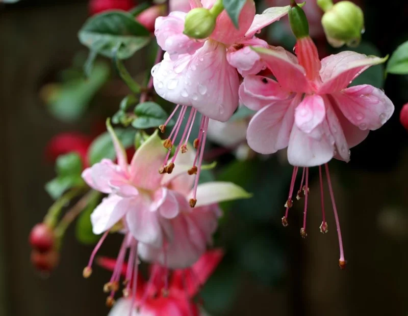 Hardy Fuchsia Southgate Live Plant, 4-6 Inch Tall, Hanging Basket Flower Hardy Fuchsia Southgate Live Plant, 4-6 Inch Tall, Hanging Basket Flower - Image 5