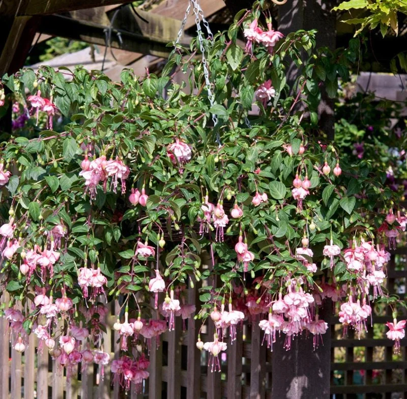 Hardy Fuchsia Southgate Live Plant, 4-6 Inch Tall, Hanging Basket Flower Hardy Fuchsia Southgate Live Plant, 4-6 Inch Tall, Hanging Basket Flower - Image 6