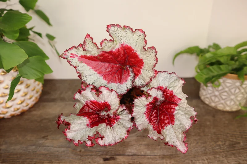 Harmony's Baby Dragon Heart Rex Begonia Live Plant – 4 Inch Pot – Indoor Foliage - Image 2