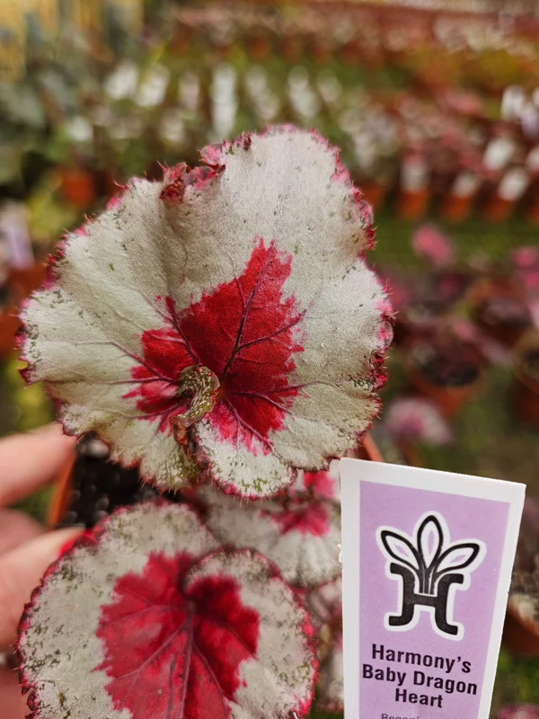 Harmony's Baby Dragon Heart Rex Begonia Live Plant – 4 Inch Pot – Indoor Foliage - Image 1